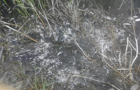 Мор риби на Миколаївщині: на водосховищі загинуло півмільйона мальків — фото
