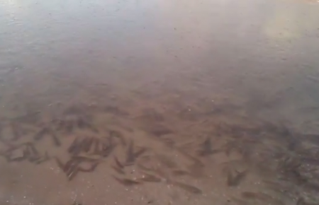 У Запоріжжі екологічна катастрофа — загинуло риби на мільйон гривень, відео