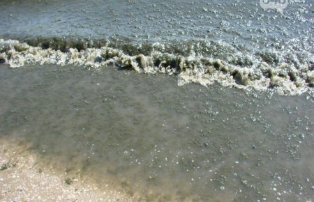 В Одесі море покрилося тоннами водоростей — фото