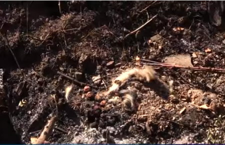 У Кривому Розі невідомі звалюють трупи тварин під подвір'я містян — відео