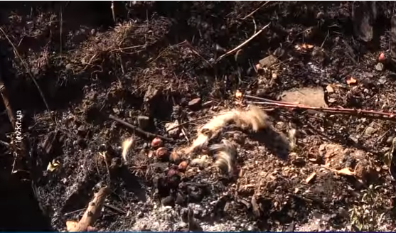 У Кривому Розі невідомі звалюють трупи тварин під подвір'я містян — відео