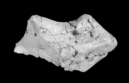 Вчені показали вперше знайдений скам’янілий мозок динозавра — відео, фото
