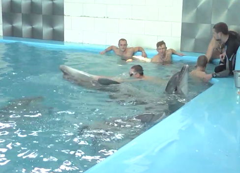 Дельфіни допомагають учасникам АТО пройти реабілітацію — відео