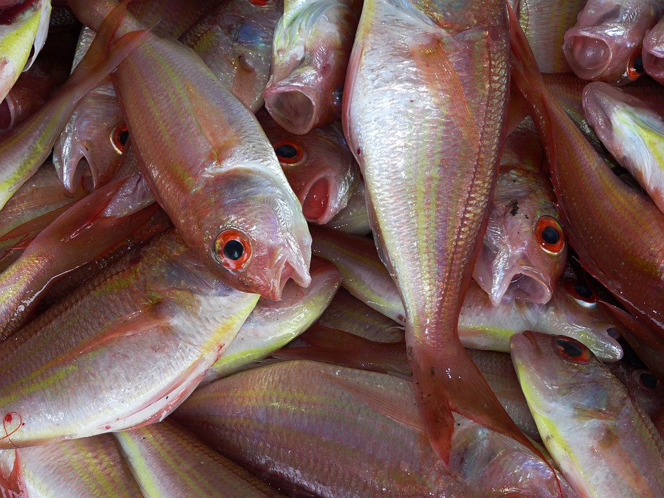 За 2016 год ущерб от вылова рыбы в Приазовье составил более 6 млн. гривен