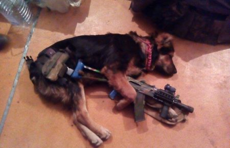 Собаки, які дарують гарний настрій бійцям на війні — фото, відео