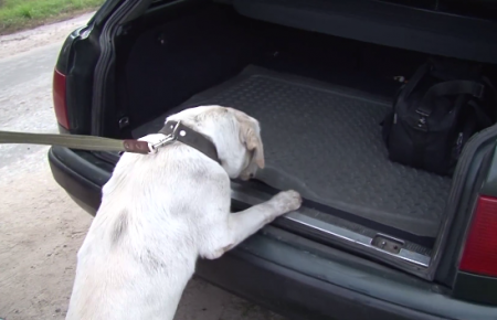 На блокпосту Луганщини службовий собака "винюхав" наркотики — відео