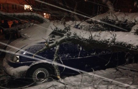 У Вінниці дерево розчавило припаркований автомобіль, - фото, відео