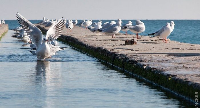 Як одесити насолоджуються осіннім морем — фоторепортаж Як одесити насолоджуються осіннім морем — фоторепортаж