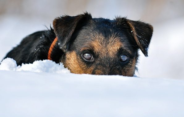 У Луганську попереджають, що труїтимуть безпритультих собак У Луганську попереджають, що труїтимуть безпритультих собак