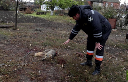 У Виноградному через обстріли пошкоджено 10 будинків та вбито собаку - відео