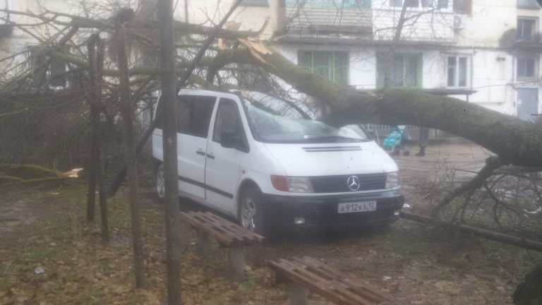 В Криму вітер повалив дерева на машини - фото