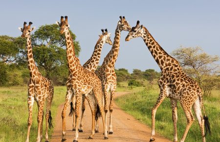 Зоозахисники повідомляють про вимирання жирафів