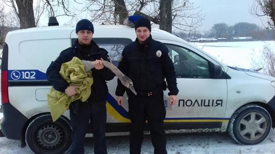 На Київщині поліцейські врятували вмерзлого в кригу лебедя - ФОТО