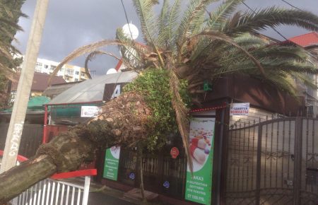 В Сочі пронісся потужний ураган: затоплено готелі, повалено дерева - ВІДЕО