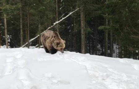 Карпатські лісівники розповіли про небезпечність зустрічей з ведмедями ВІДЕО