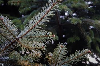 5 способів цікаво позбутися ялинки 5 способів цікаво позбутися ялинки