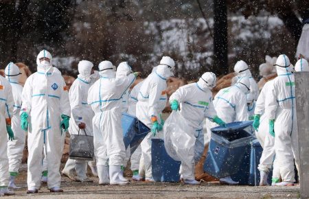 Понад мільйон качок знищать у Франції через пташиний грип