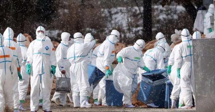 Понад мільйон качок знищать у Франції через пташиний грип Понад мільйон качок знищать у Франції через пташиний грип