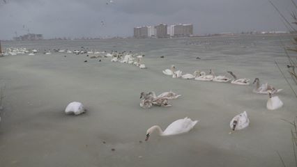В Криму лебеді потрапили в крижану пастку