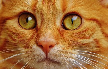 90% вуличних котів — колишні домашні, — біолог