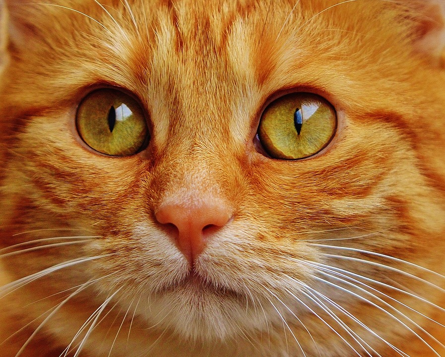 90% вуличних котів — колишні домашні, — біолог