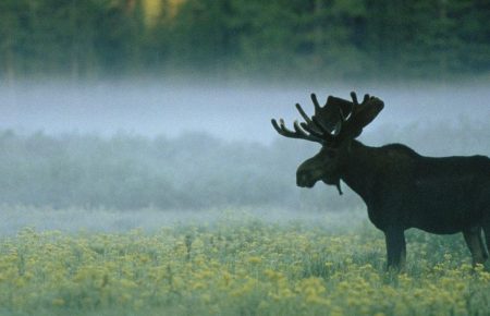 В Україні заборонили полювання на лосів