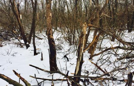 Жодної цілої гілки не залишилось - волонтер показав ліс після боїв в зоні АТО
