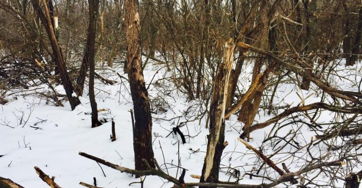 Жодної цілої гілки не залишилось - волонтер показав ліс після боїв в зоні АТО Жодної цілої гілки не залишилось - волонтер показав ліс після боїв в зоні АТО
