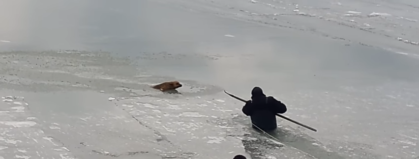 В Бердянську рятували пса, який провалився в морську ополонку (ВІДЕО)