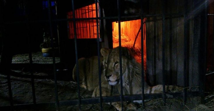 В Запоріжжі лев напав на відвідувача лазні (ФОТО) В Запоріжжі лев напав на відвідувача лазні (ФОТО)