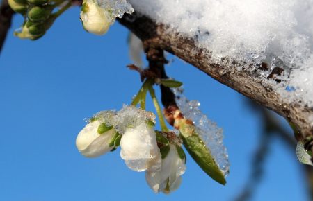 Урожай після снігу: що чекати українським аграріям?
