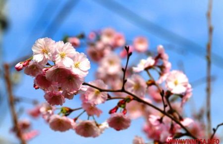 Як у Вінниці квітнуть сакури - фоторепортаж