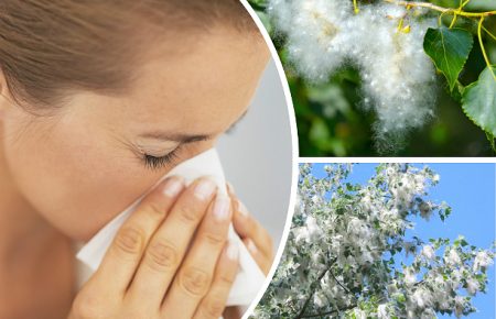 Пух тополі сам по собі алергії не викликає. А що? Розповідає алерголог