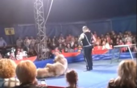 Під час виступу цирковий ведмідь напав на глядачів (ВІДЕО)