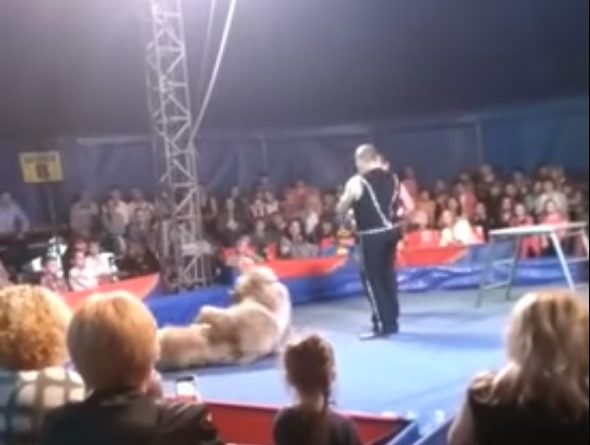 Під час виступу цирковий ведмідь напав на глядачів (ВІДЕО)