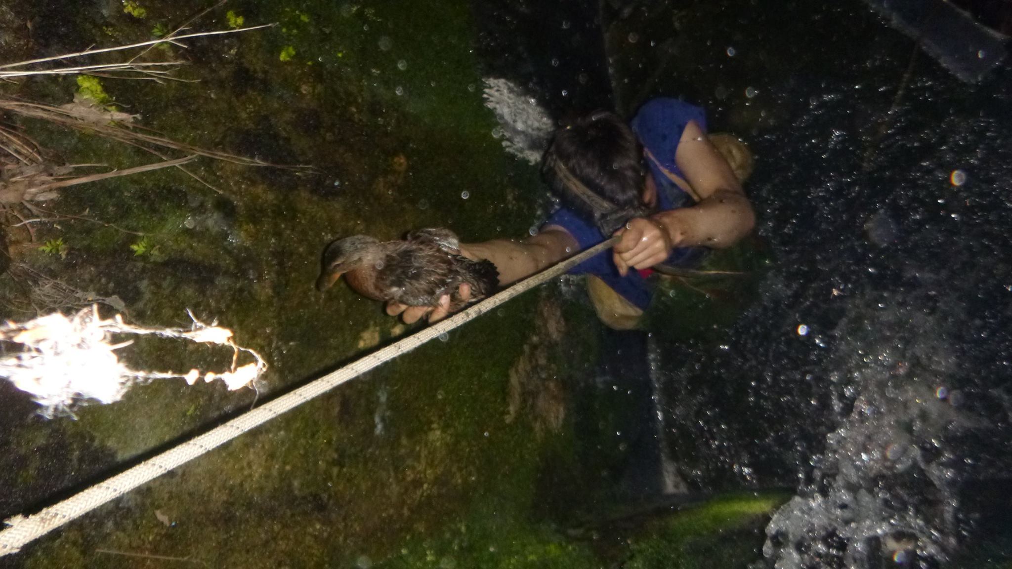 В Києві качку та черепах врятували з смертельної пастки у парку «Нівки»