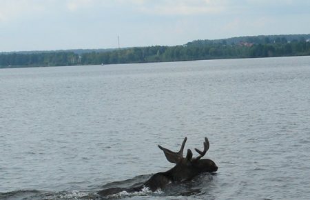 У мережі зявилося відео, як лось перепливає Дніпро