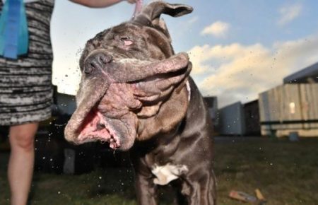 У конкурсі «Найбільша некрасива собака» переміг неаполітанський мастиф (ФОТО)