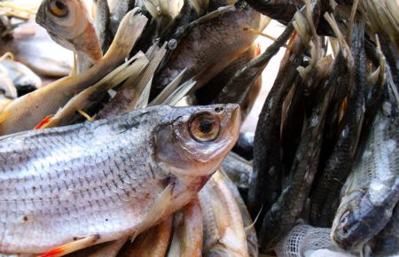 Потребляли рыбу неизвестного происхождения — корреспондентка об отравлении в Одесской области