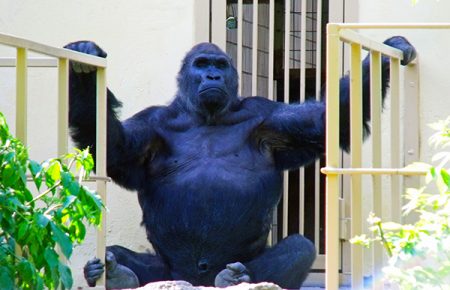 У київському зоопарку анонсували реконструкцію мавпятника