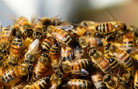 Мертві бджоли не гудуть: агрофірми труять господарства пестицидами