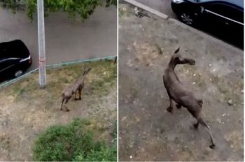 Київським рятувальникам забракло засобів для порятунку лося, — волонтер Київським рятувальникам забракло засобів для порятунку лося, — волонтер