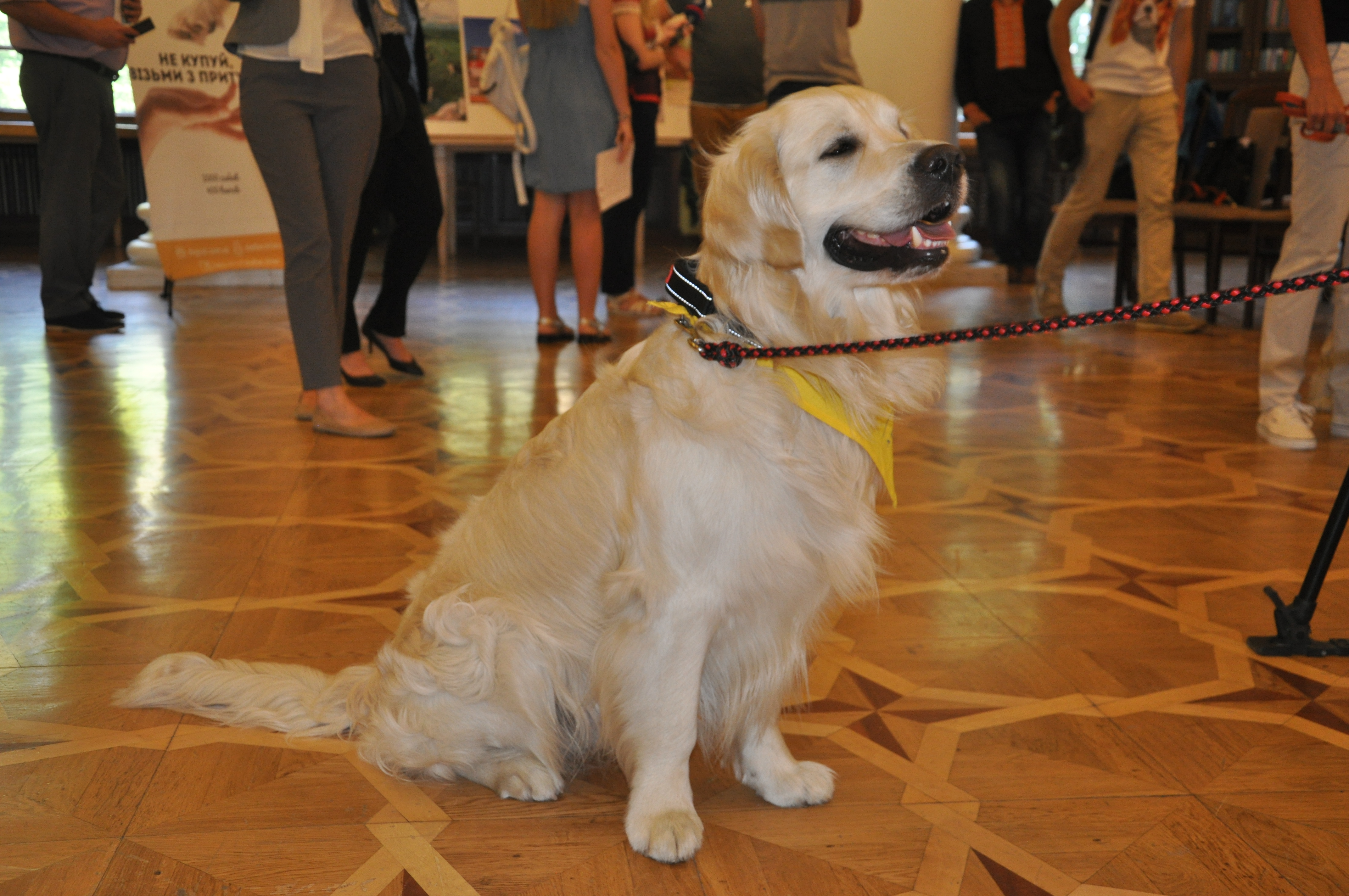 Від безпритульних тварин до каністерапії: в Києві зустрілися любителі собак
