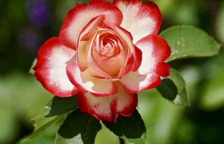 Полин з ароматом троянди: як роблять українські парфуми?