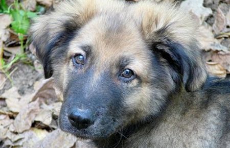 В Харькове массово убивают собак, вместо того, чтобы стерилизовать и чипировать, — зоозащитница