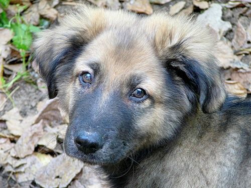 В Харькове массово убивают собак, вместо того, чтобы стерилизовать и чипировать, — зоозащитница