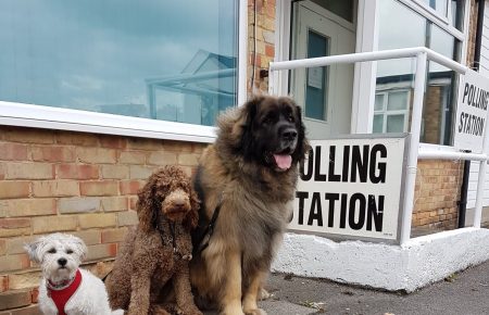 Собаки на виборах. У Британії набирає обертів неочікуваний виборчий хештег