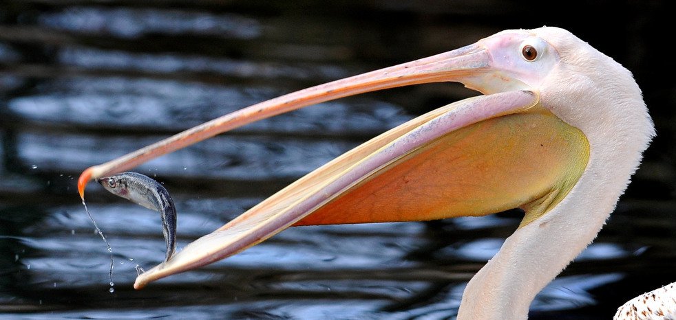 Зграя рожевих пеліканів прилетіла на Одещину (ВІДЕО)