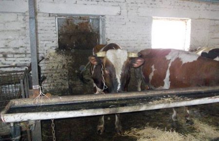 У Харківській області бик насмерть затоптав людину