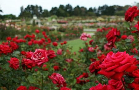 Трояндове море: на Вінниччині розцвіли рози на 6 гектарах поля (ВІДЕО)